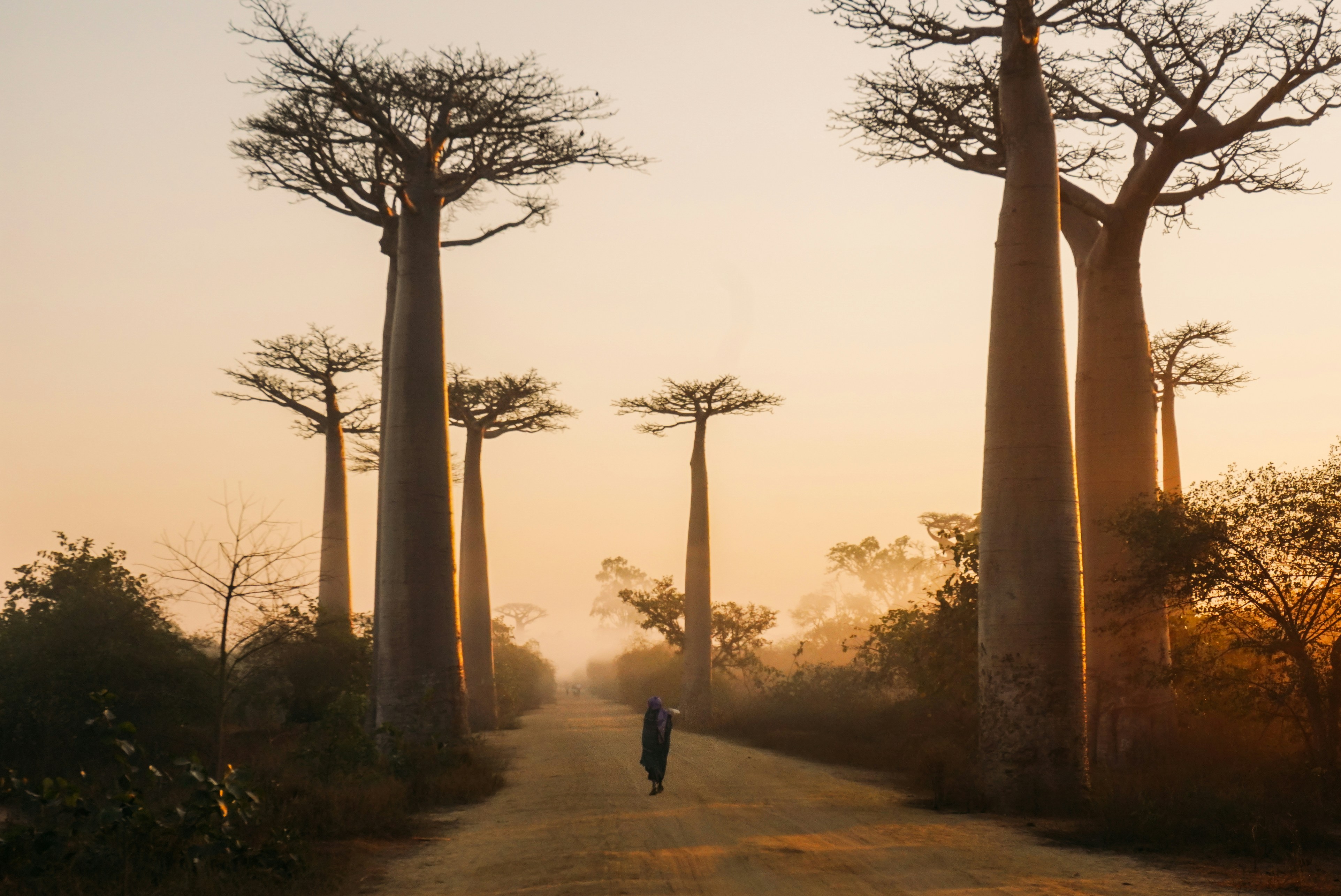 Allée des baobabs à Madagascar